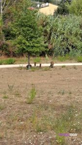 Avvistamento cinghiali nel parco del Mensola / VIDEO