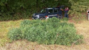 Fucecchio: raccolta di pungitopo oltre i limiti 
