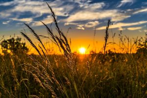 Produzione e commercio: l'agricoltura toscana rialza la testa