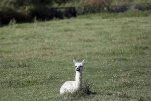 A Ugnano una giornata dedicata ai ragazzi con disabilità alla scoperta di sidecar e alpaca
