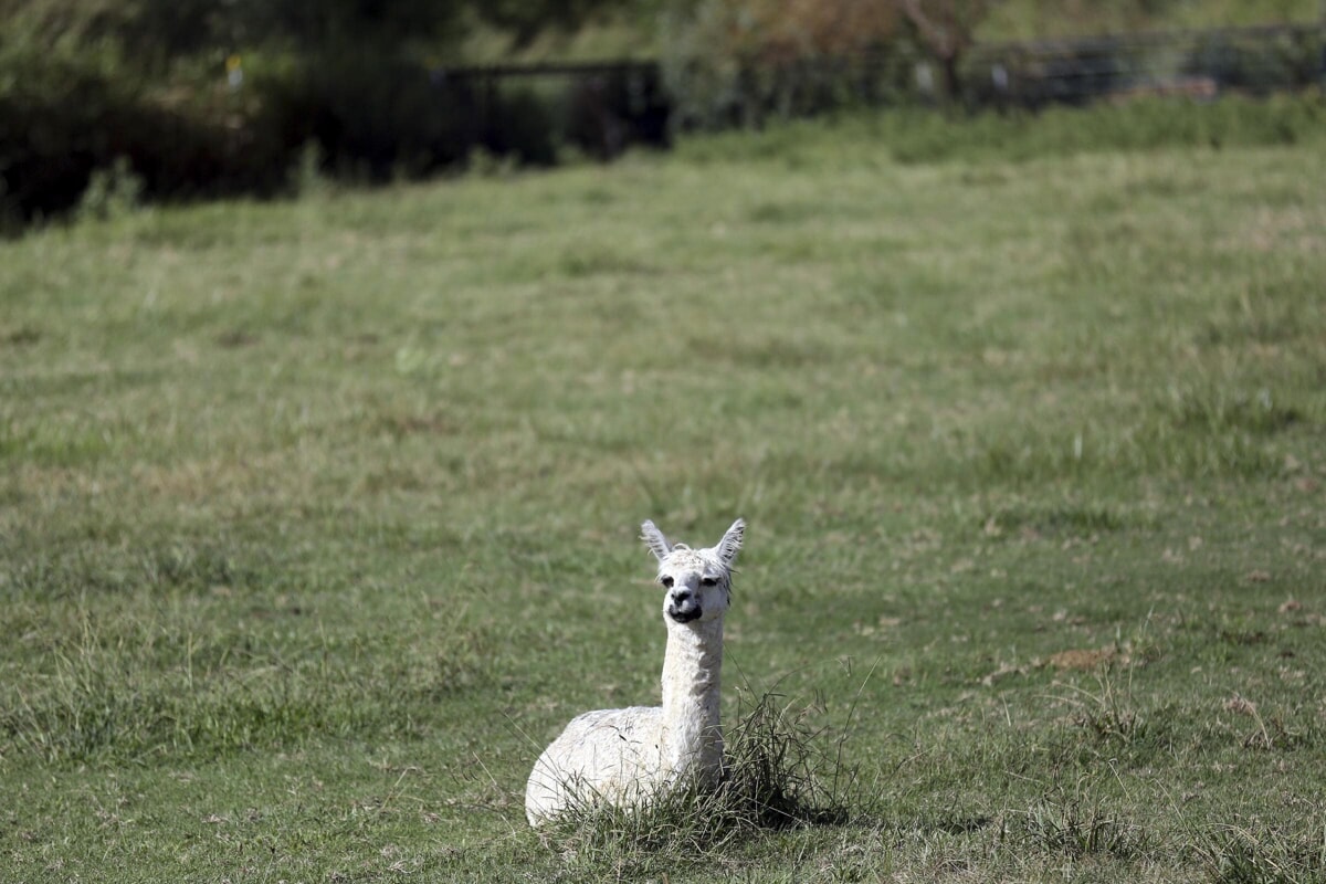 A Ugnano una giornata dedicata ai ragazzi con disabilità alla scoperta di sidecar e alpaca
