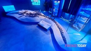 Una nuova sala per balena fossile più completa d'Europa 
