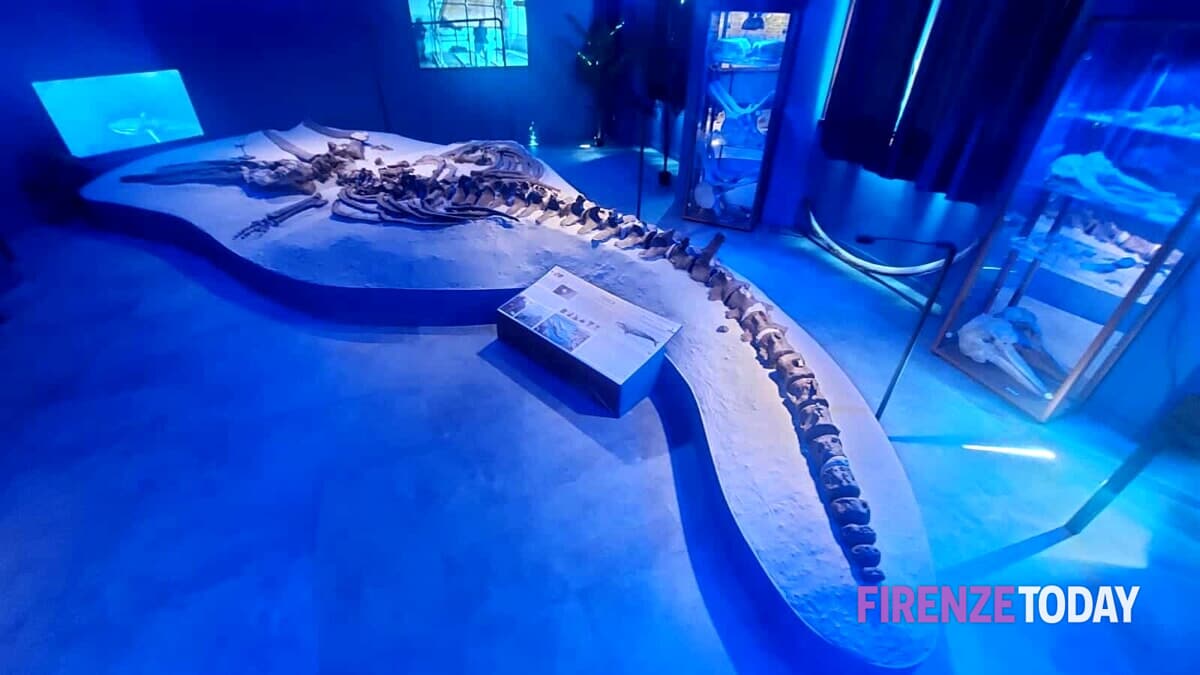 Una nuova sala per balena fossile più completa d'Europa