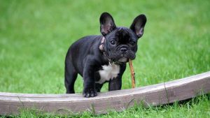 Bulldog francese: storia e caratteristiche della razza