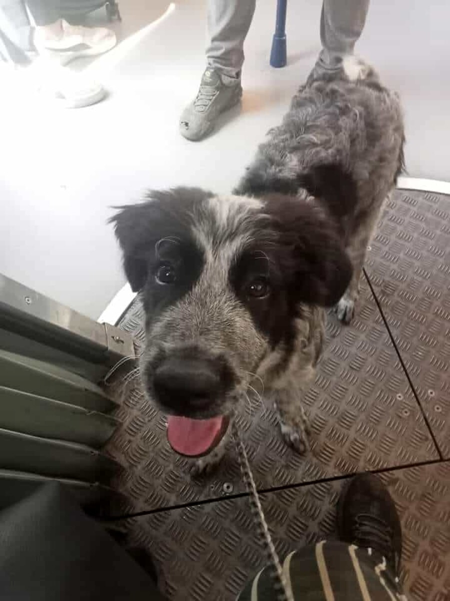 I cani in cerca di famiglia a Firenze nel mese di settembre