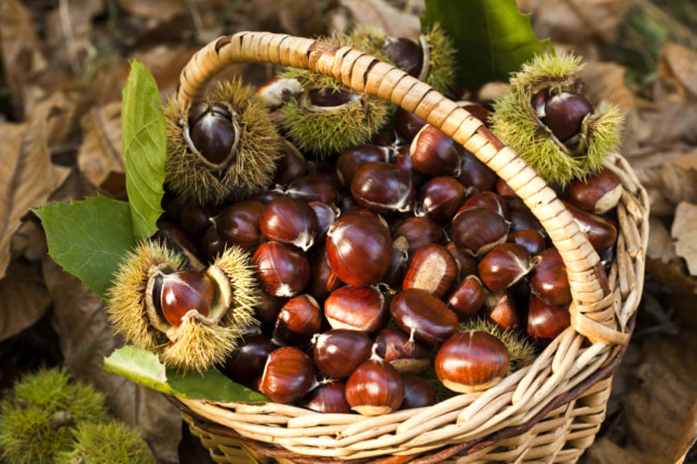 "Smarronando e Svinando", sagra delle castagne e del vino