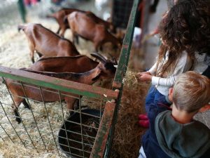 Torna l’antica Fiera dell’Antella, fattoria a cielo aperto e mercato contadino