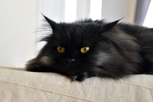 Tutto sul gatto persiano, la razza dal portamento regale e il carattere tranquillo