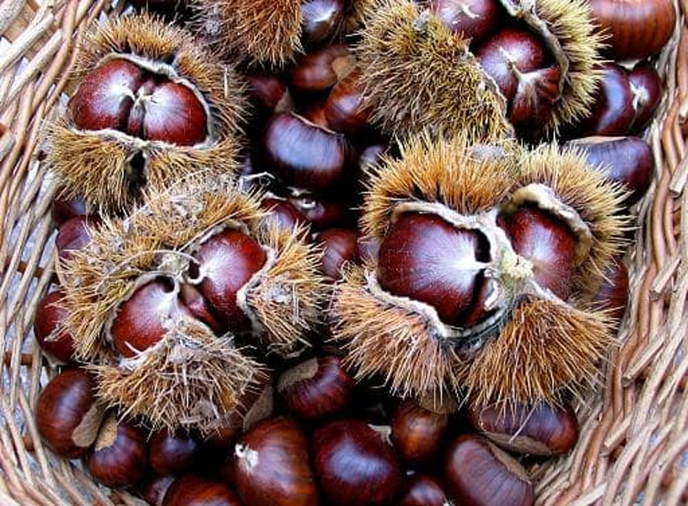 Festa dei marroni