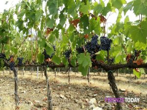 Vendemmia, la produzione di vino cala fino al 40%: "Il cambiamento climatico impone di trovare nuove soluzioni"