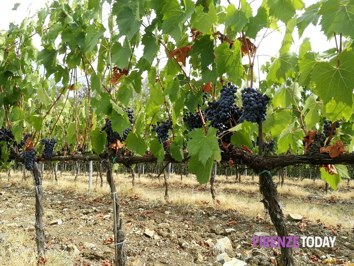 Vendemmia, la produzione di vino cala fino al 40%: "Il cambiamento climatico impone di trovare nuove soluzioni"