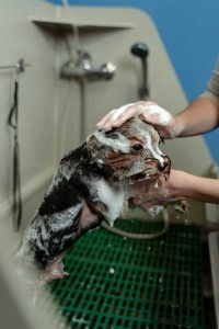 Fare il bagno al cane: come e quando?