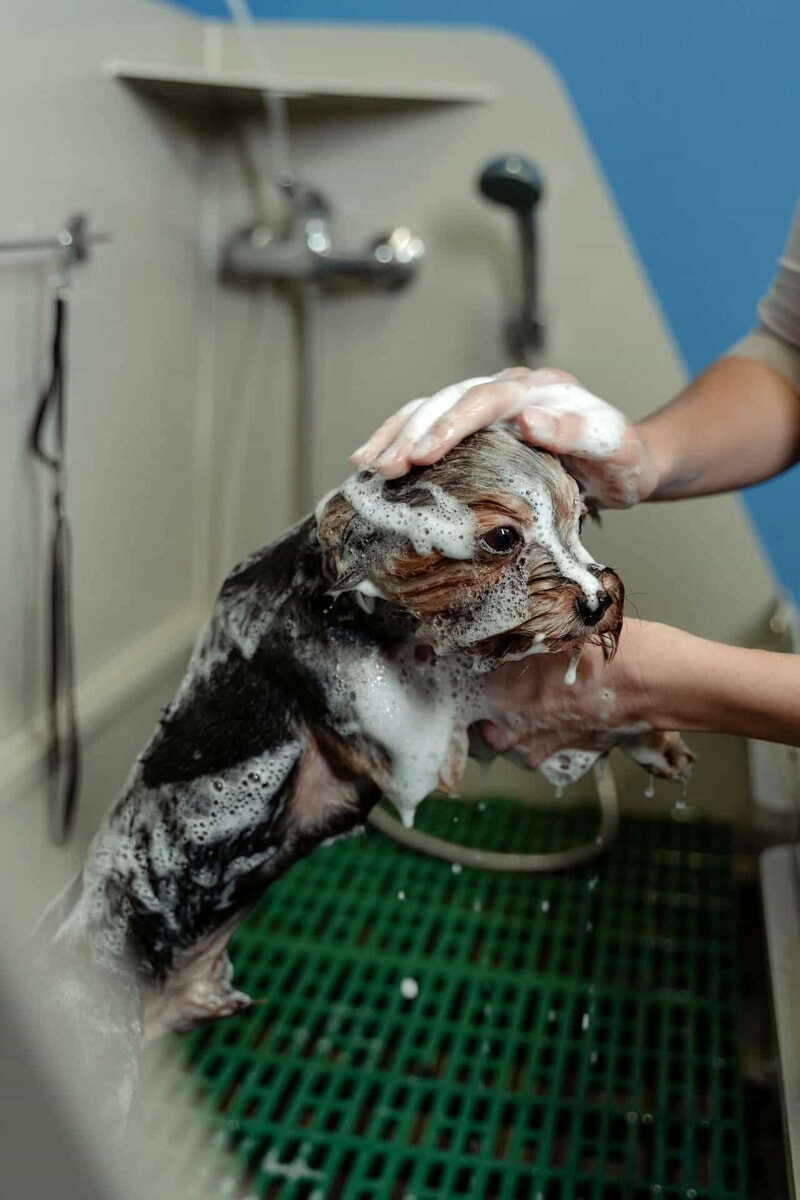 Fare il bagno al cane: come e quando?