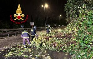 Albero caduto sul ponte all'Indiano / FOTO