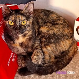 Appello: smarrita gattina