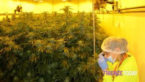 Cannabis terapeutica, la prescrizione è ancora un percorso a ostacoli: "Basta demonizzare"