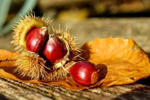 Sagra del marrone e dei frutti del sottobosco
