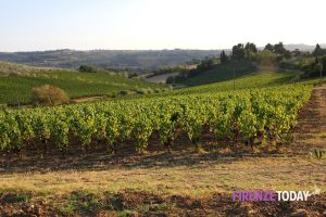 Vendemmia 2023: danni per Merlot e Malvasia, il Sangiovese resiste alle malattie