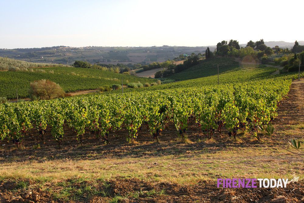 Vendemmia 2023: danni per Merlot e Malvasia, il Sangiovese resiste alle malattie
