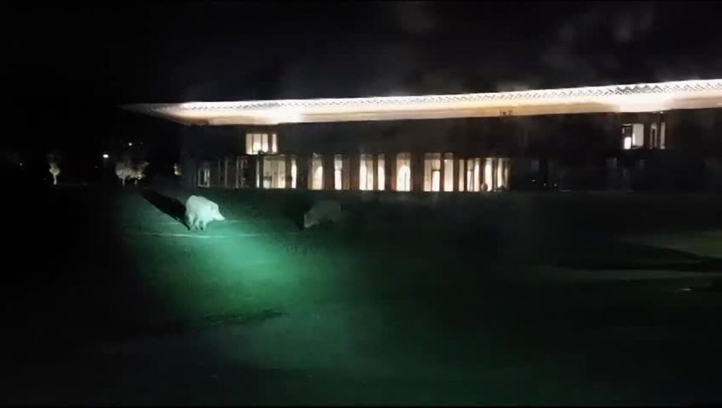 'Invasione' di cinghiali al Viola Park / LE IMMAGINI
