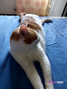 Brozzi: gatti e gattini in stato di abbandono