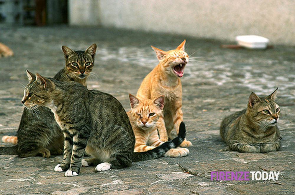 Il gattile di Empoli apre le sue porte con la "Open Week"