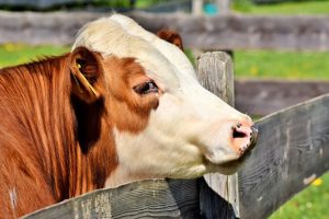 Mostra del bestiame alla Ginestra Fiorentina