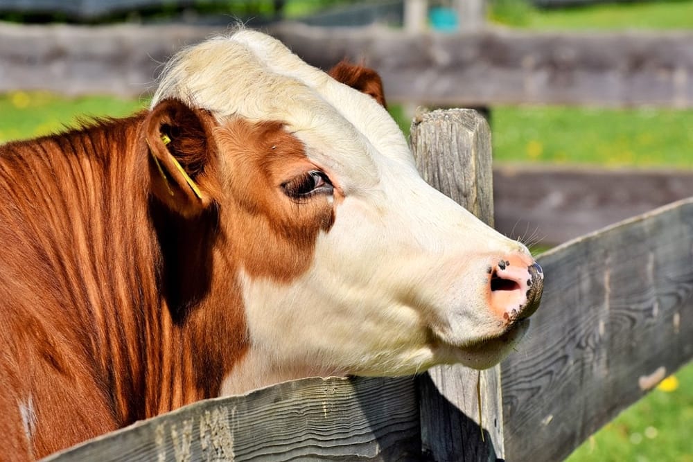 Mostra del bestiame alla Ginestra Fiorentina