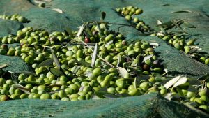 Cambiamenti climatici: l'olio scarseggia. Ma quello di qualità risente meno dei rincari