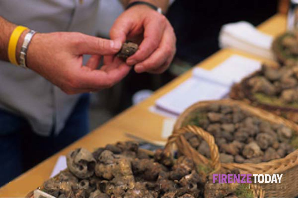 Mostra mercato del tartufo nero e bianco