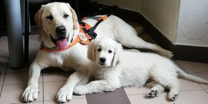 Open day alla scuola cani guida di Scandicci