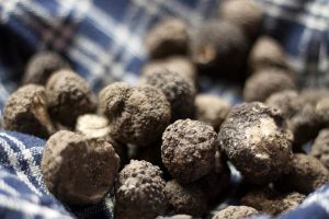Festa del tartufo