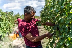 Degustazione vini con il produttore