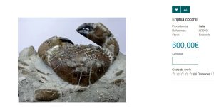 Il mercato illegale dei fossili toscani e italiani