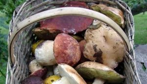 Intossicazione da funghi: dopo i nuovi casi le indicazioni dell’Azienda sanitaria per un corretto consumo