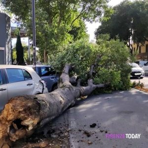 Caduto un altro albero, di nuovo in viale Giannotti: sfiorate le auto / FOTO