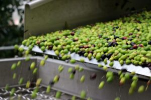 Frant’Olio: la prima mostra mercato che celebra l’olio EVO di Impruneta