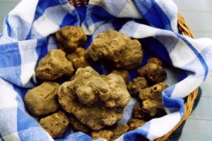 Festa del tartufo bianco