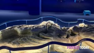 Agli ex macelli due balene fossili 'dimenticate' di milioni di anni fa / VIDEO