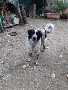 I cani (e gatti) in cerca di famiglia a Firenze nel mese di dicembre