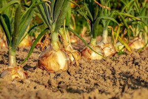 Agroalimentare, 6 milioni di euro per la promozione dei prodotti toscani