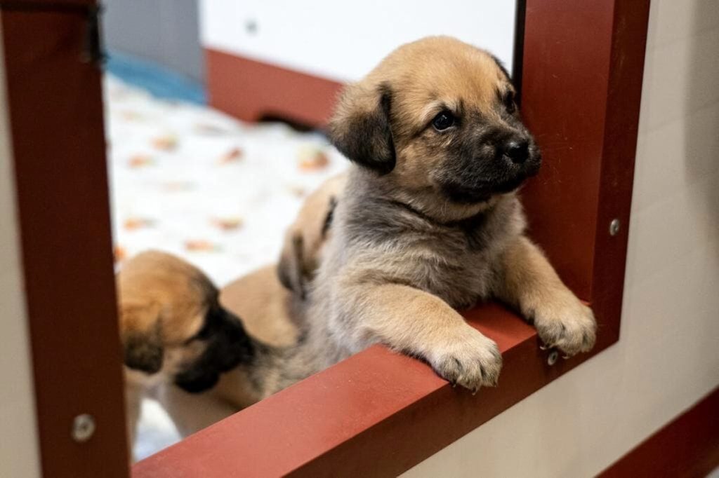 Porte aperte sabato e domenica al Parco degli animali per la Festa dei doni e la Babbonatalata