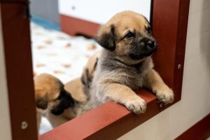Porte aperte sabato e domenica al Parco degli animali per la Festa dei doni e la Babbonatalata