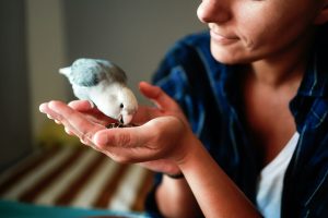 I pappagalli si legano all’uomo? Vediamo i segnali per capirlo