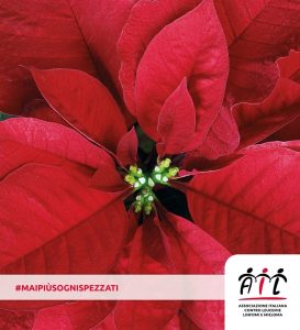 Stelle di Natale Ail: ogni malato di leucemia ha la sua buona stella 8 - 9 - 10 dicembre