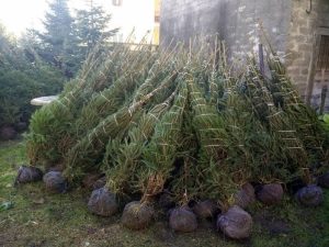 Passate le feste: come si possono smaltire gli alberi di Natale