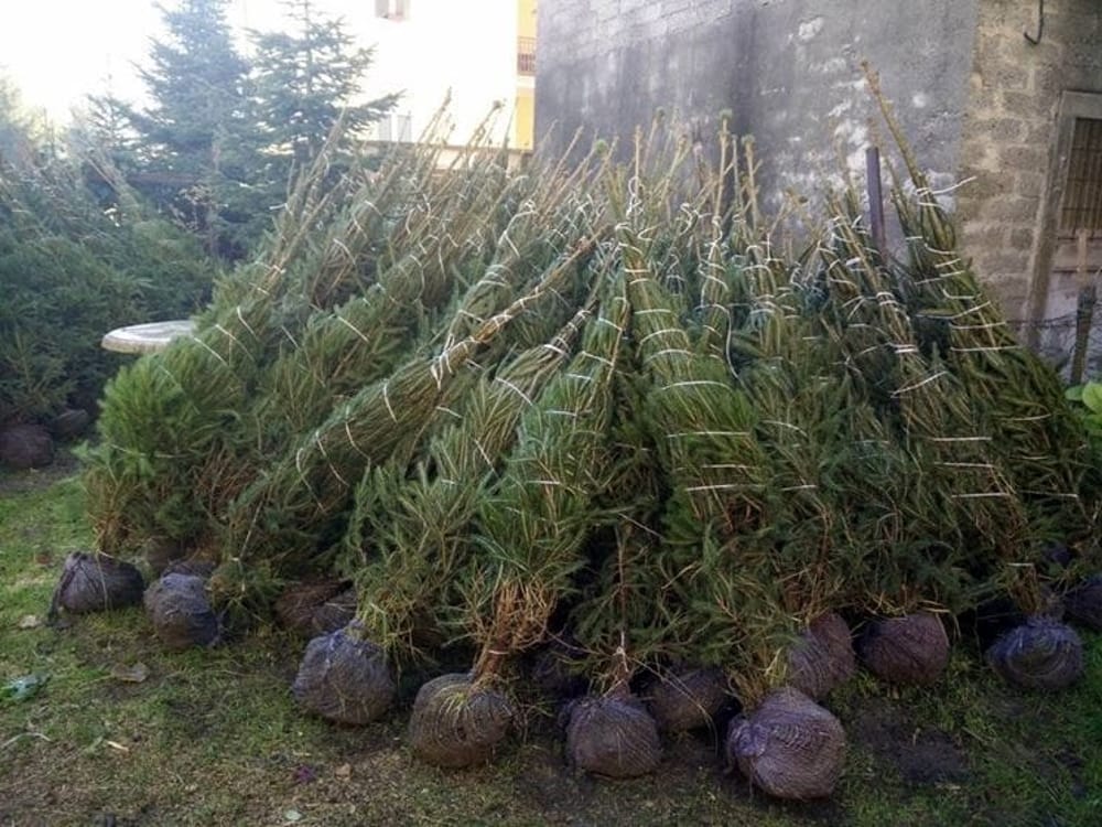 Passate le feste: come si possono smaltire gli alberi di Natale