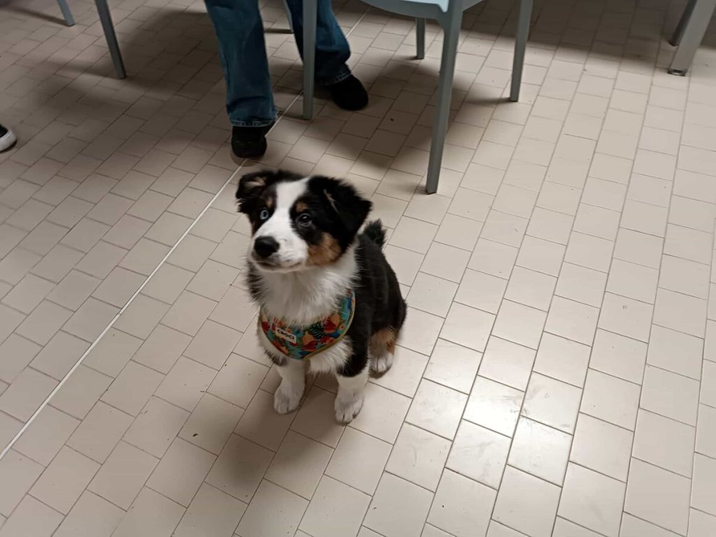 "Preside, posso portare il mio cane a scuola?": la bella storia di un istituto che può essere d'esempio per tutti