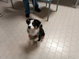 "Preside, posso portare il mio cane a scuola?": la bella storia di un istituto che può essere d'esempio per tutti