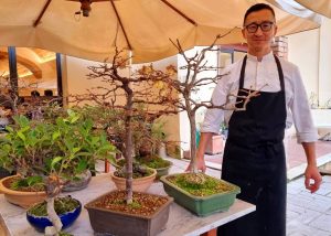 A Siena c'è un cuoco che coltiva decine di bonsai nel suo ristorante